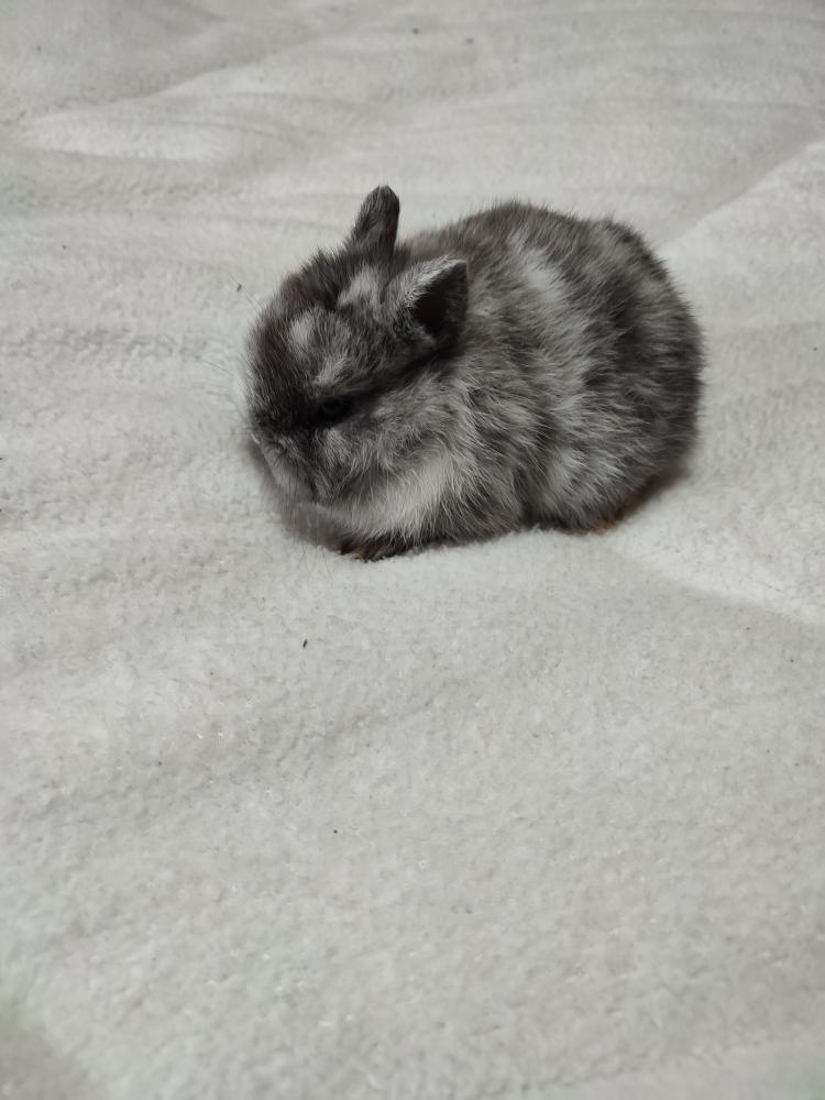 Zakrslý králíček - 5