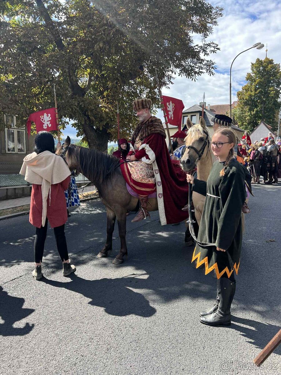 WPBr plavá tříletá kobylka - 5