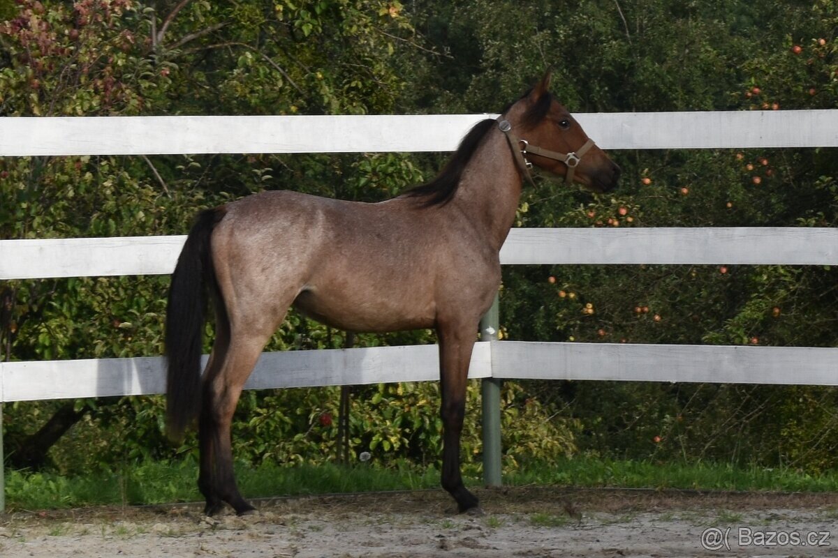 ČSP roční hřebeček - 5