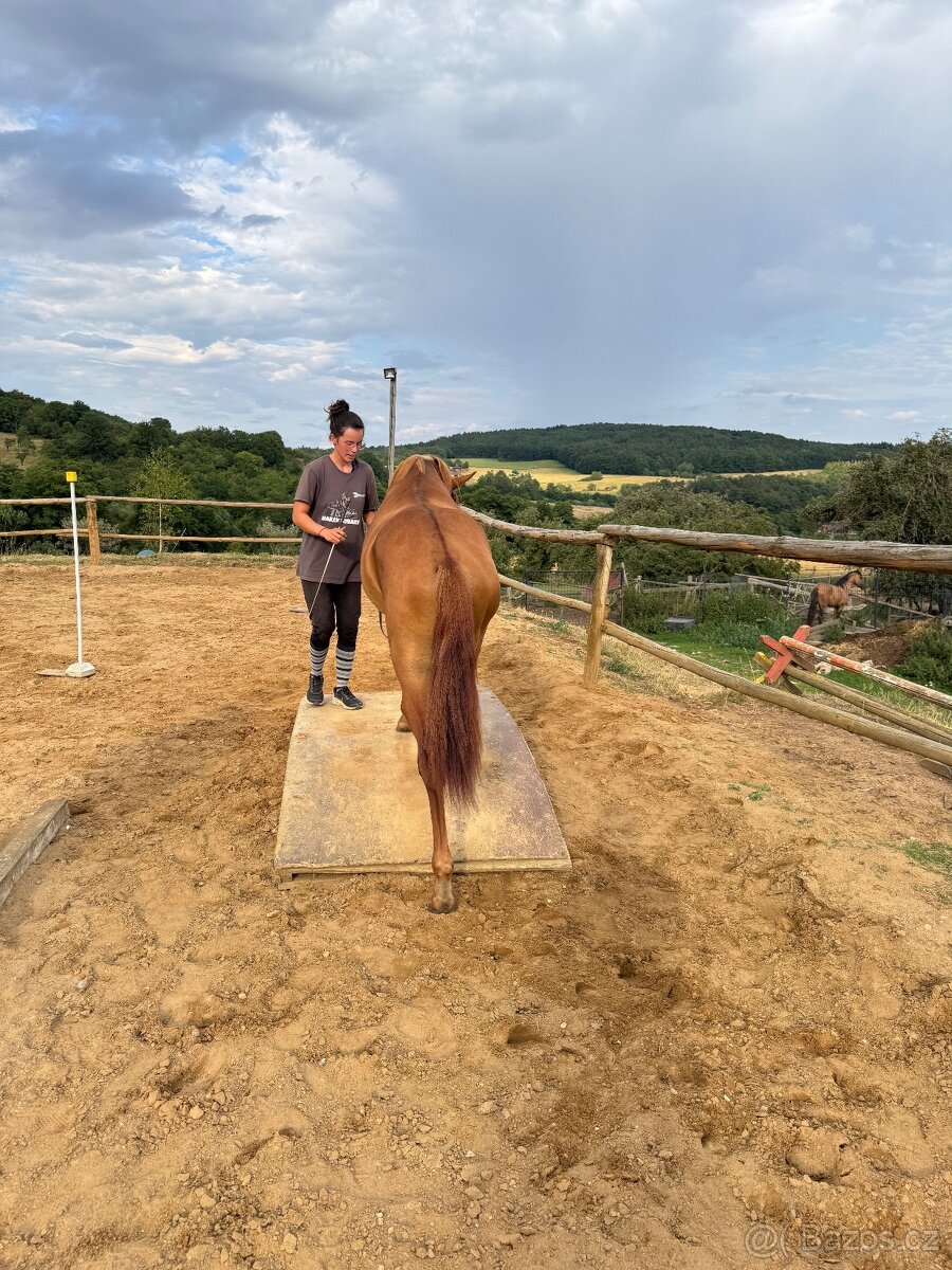 Lusitsno hřebec PSL z ověřeného spojení - 5
