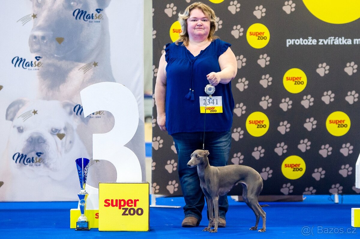 Italský chrtík s PP - 5