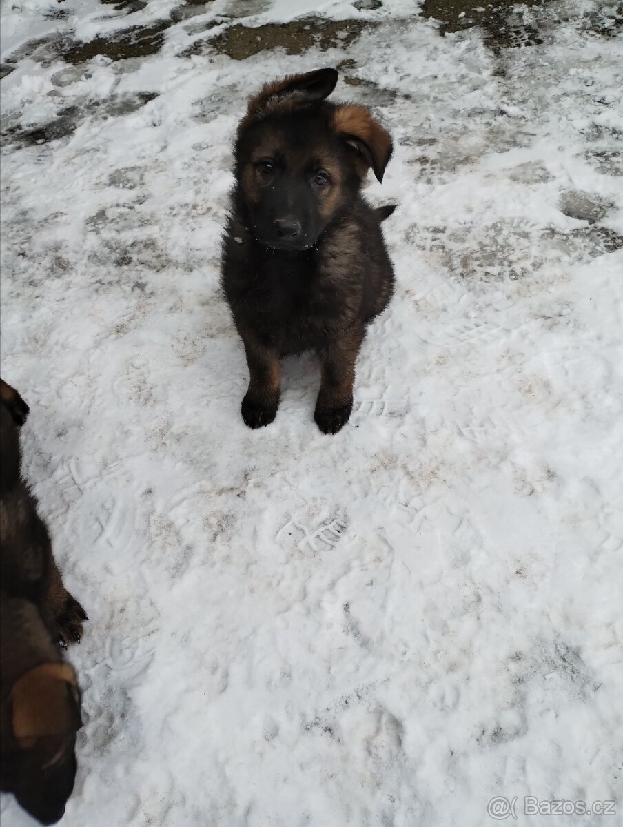 Německý ovčák - 5