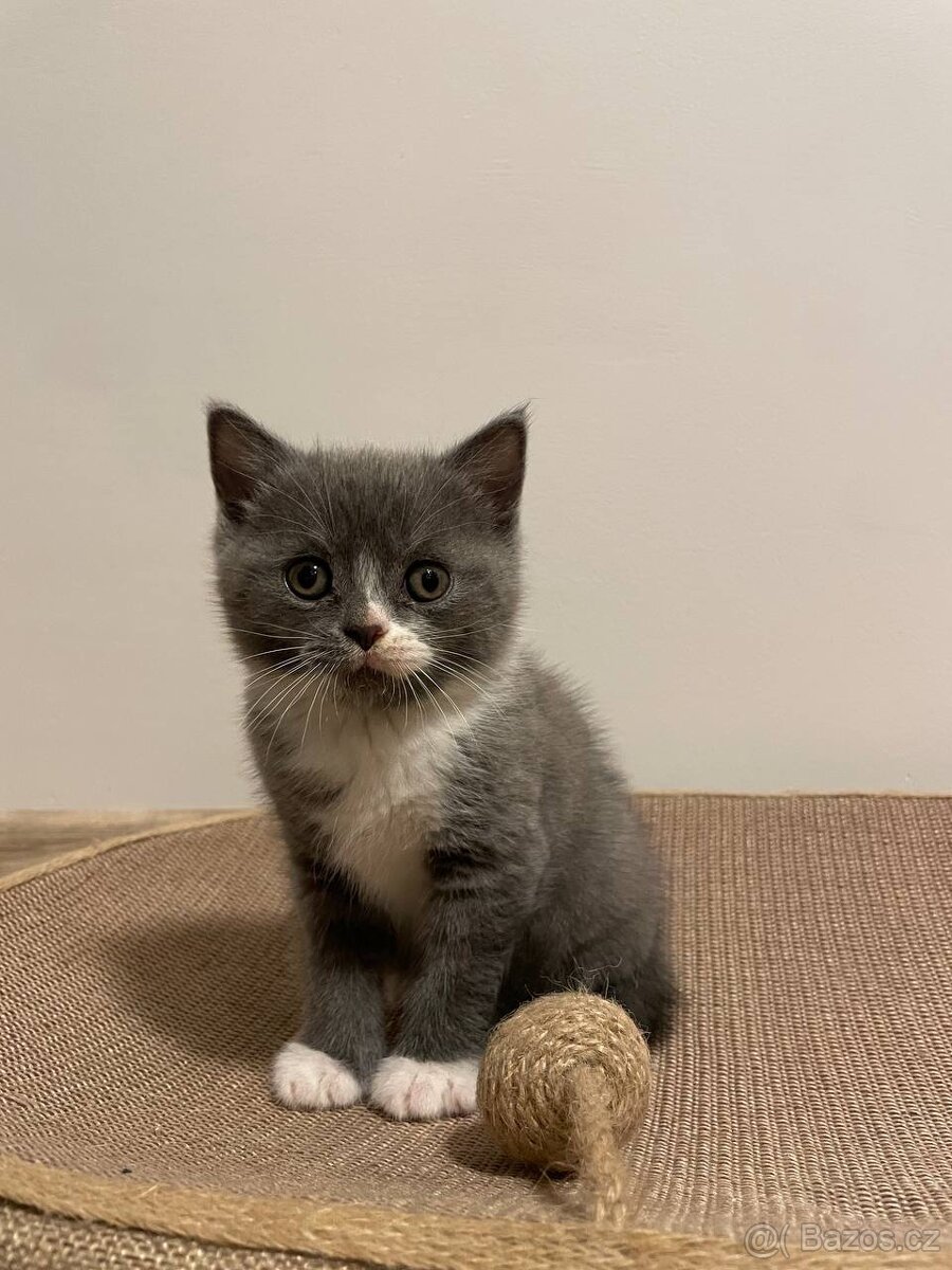 Britské kotě - 5