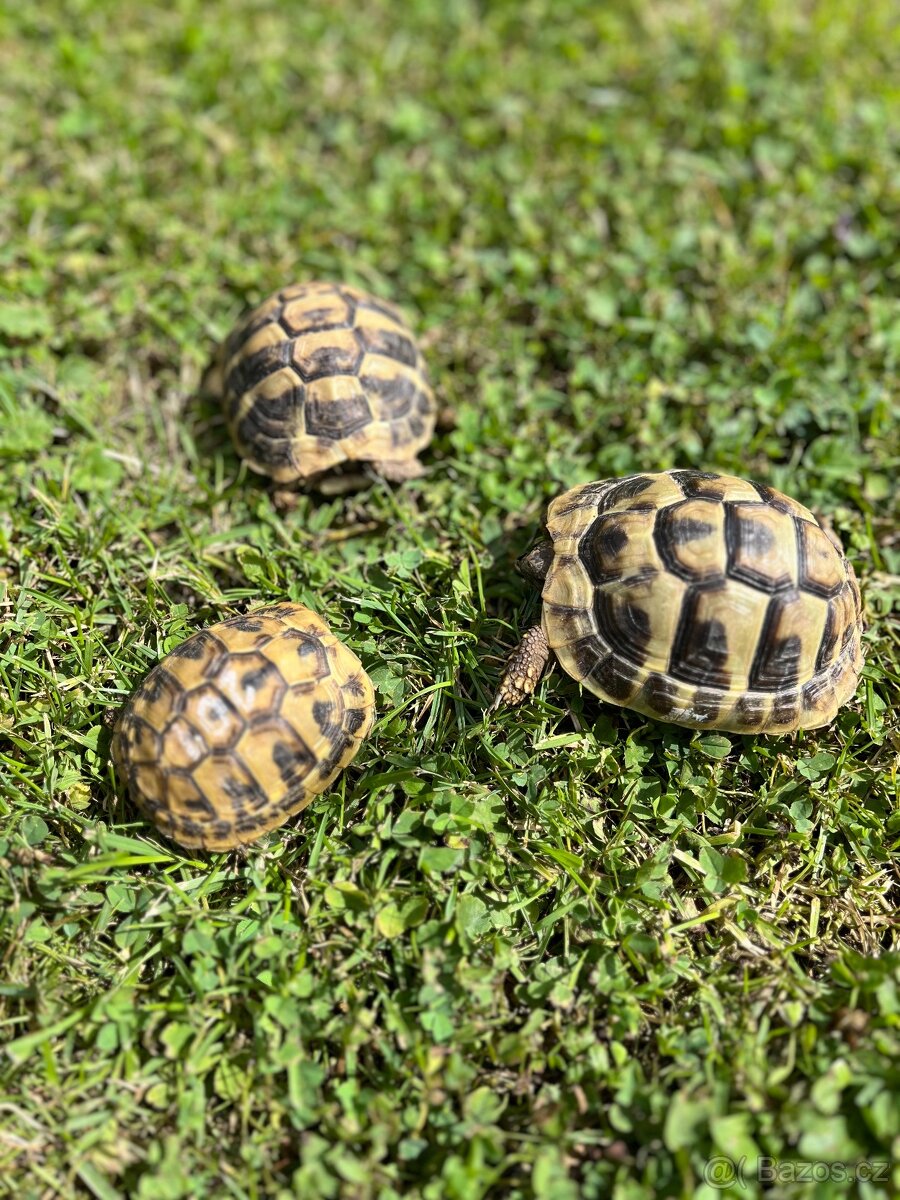 suchozemská želva zelenavá a vroubená, terárium - 5