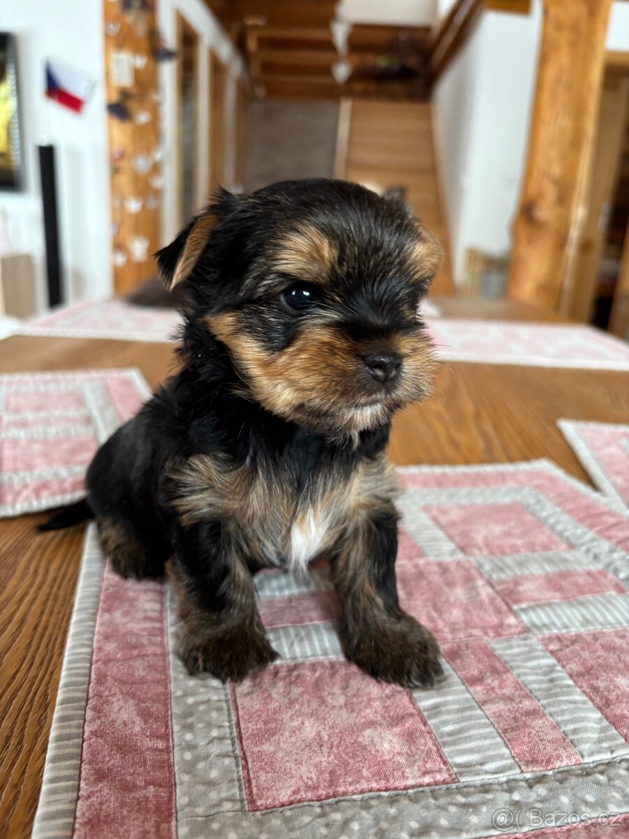 Jorkšírský teriér s PP - 5