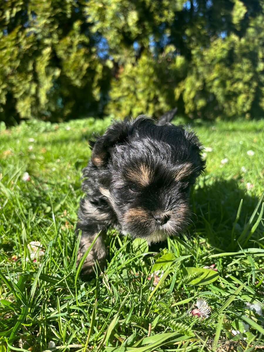 Yorkšírský teriér - 5