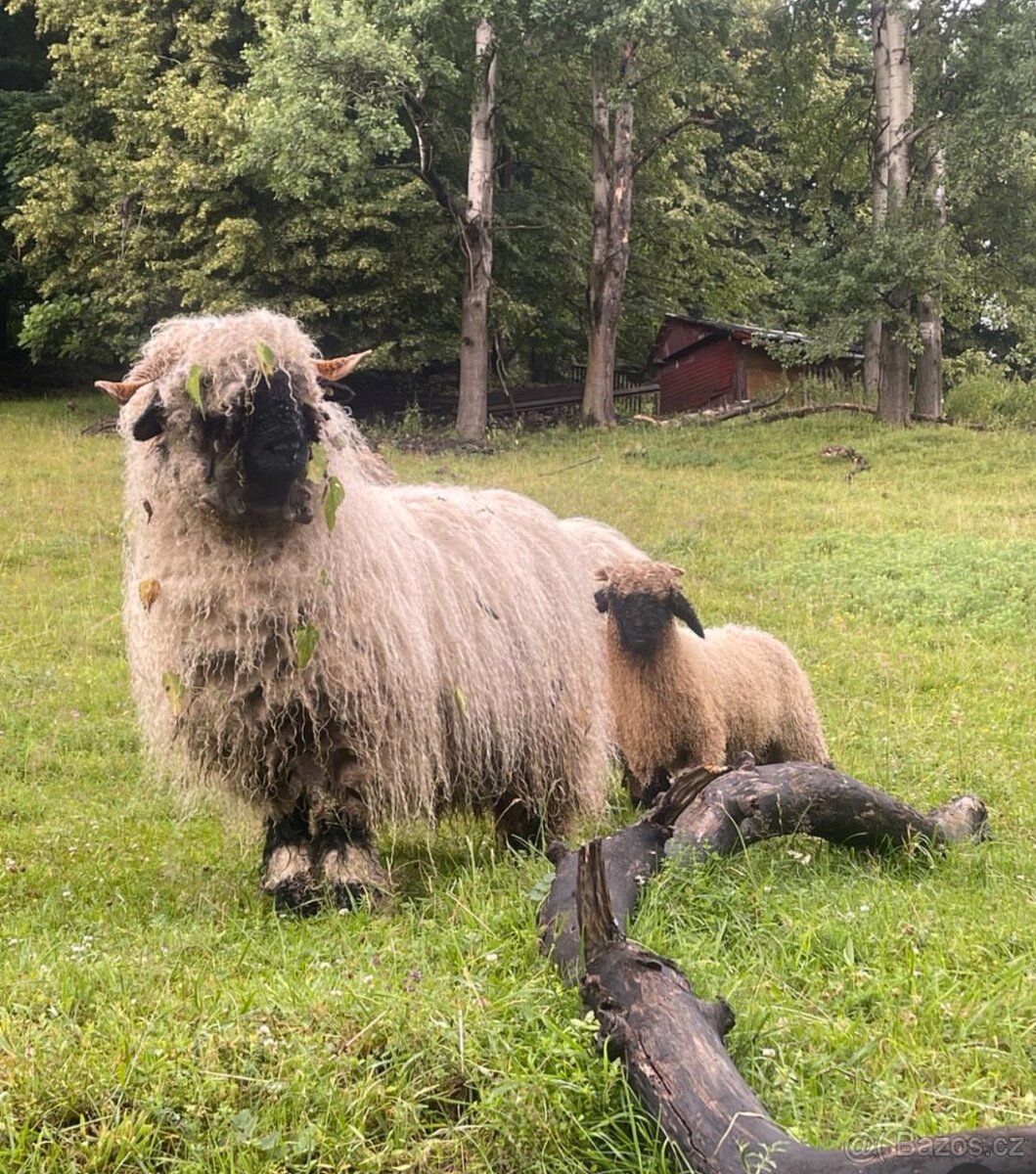 Prodám rodinku ovce walliserské černonose - 5