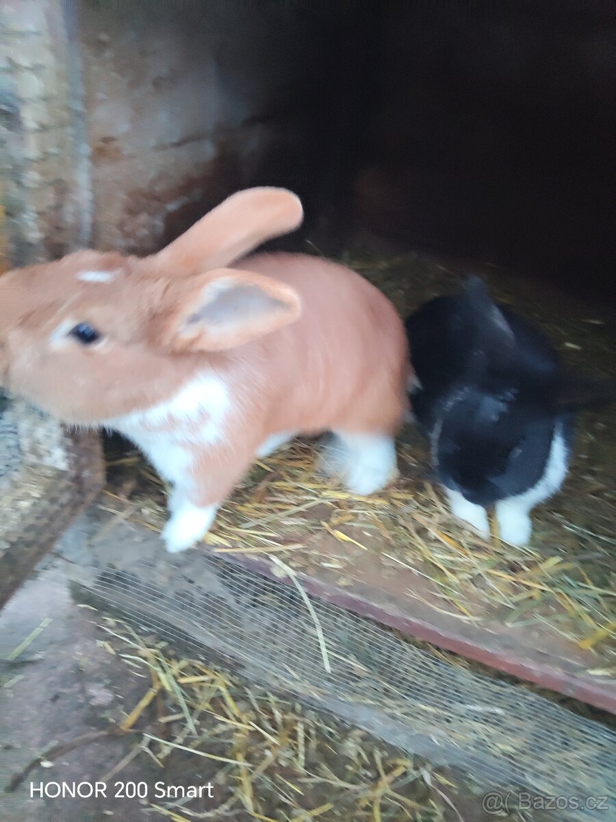 Králíci - 5