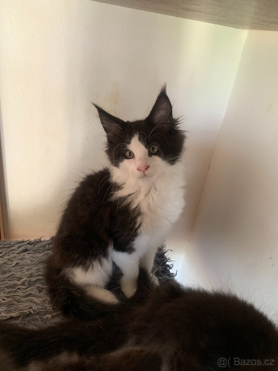 mainská mývalí kočka s PP - dva kocourci již brzo k odběru - 5