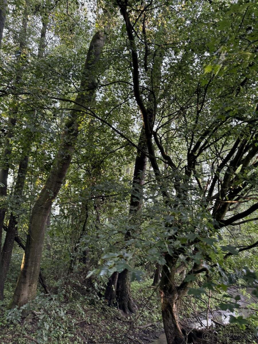 Prodám pozemky v k.ú. Bohuslavice nad Metují - 5