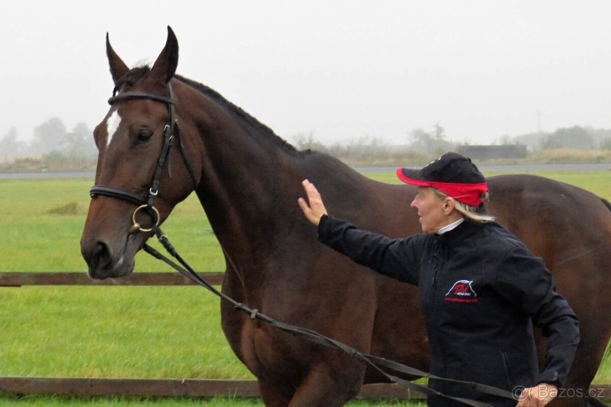 Šestiletá charakterní velká klisna - 5
