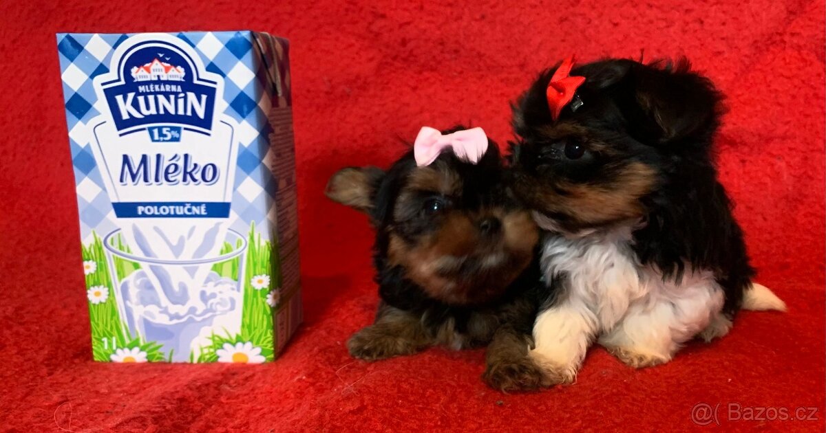 Jorkšírský teriér Biewer - 5