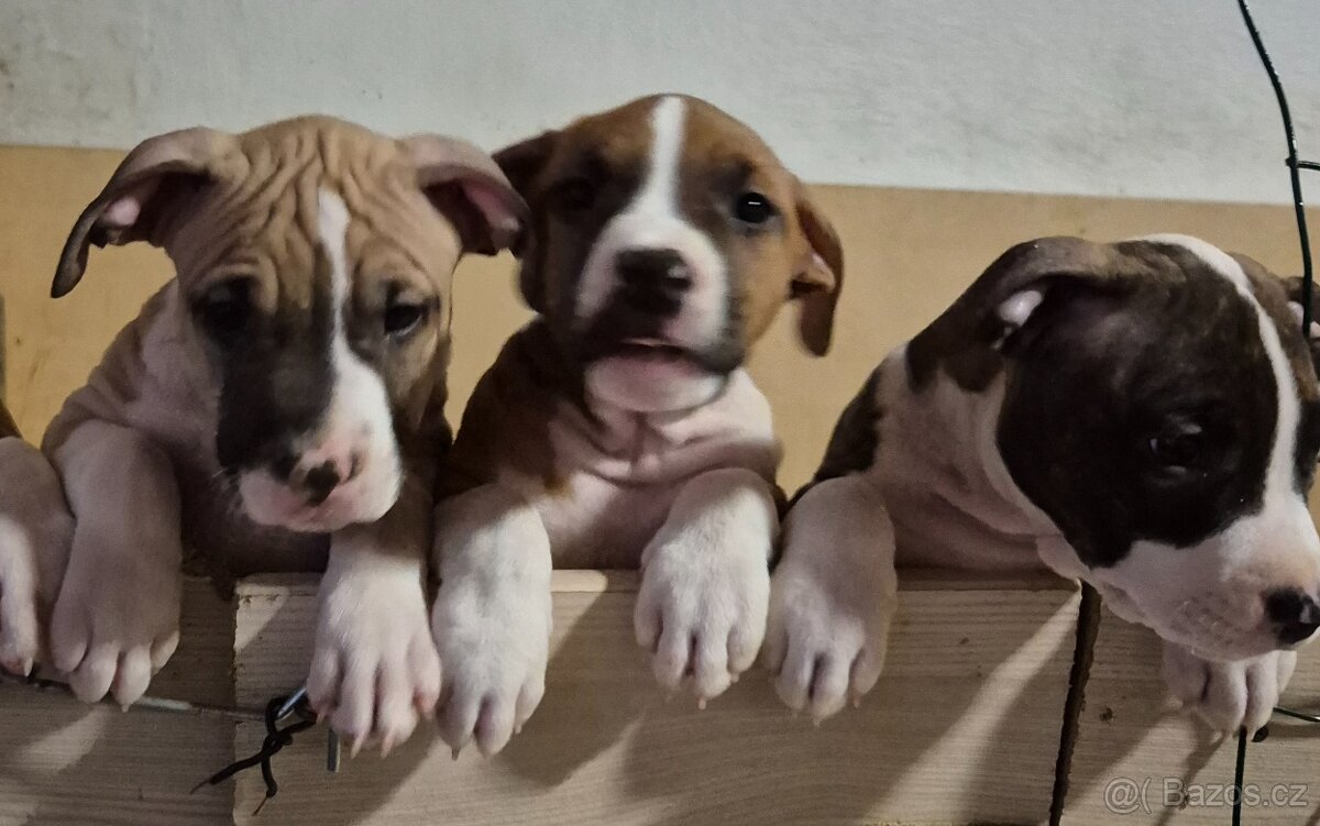 Americký stafordšírský teriér s PP - 5