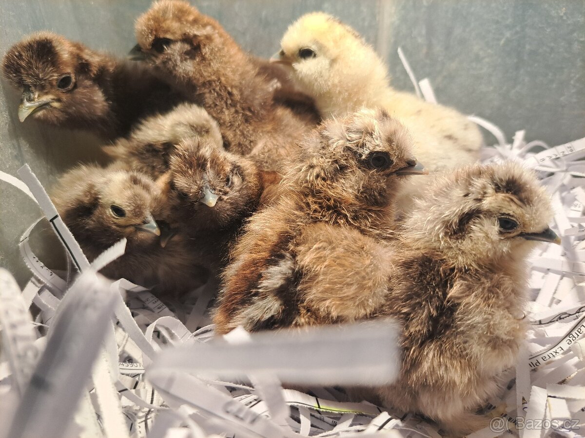 Hedvábnička velka vousatá- kuřata - 5