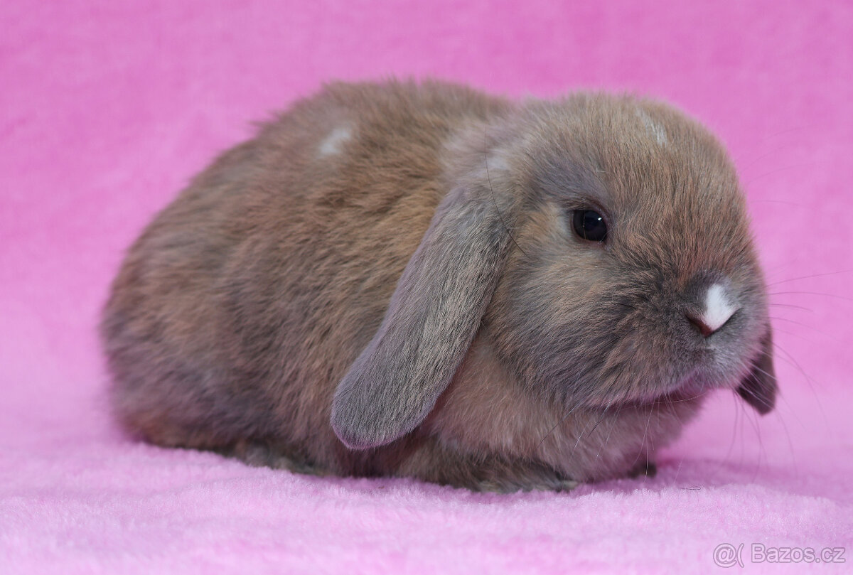 Zakrslý beránek samička . - 5