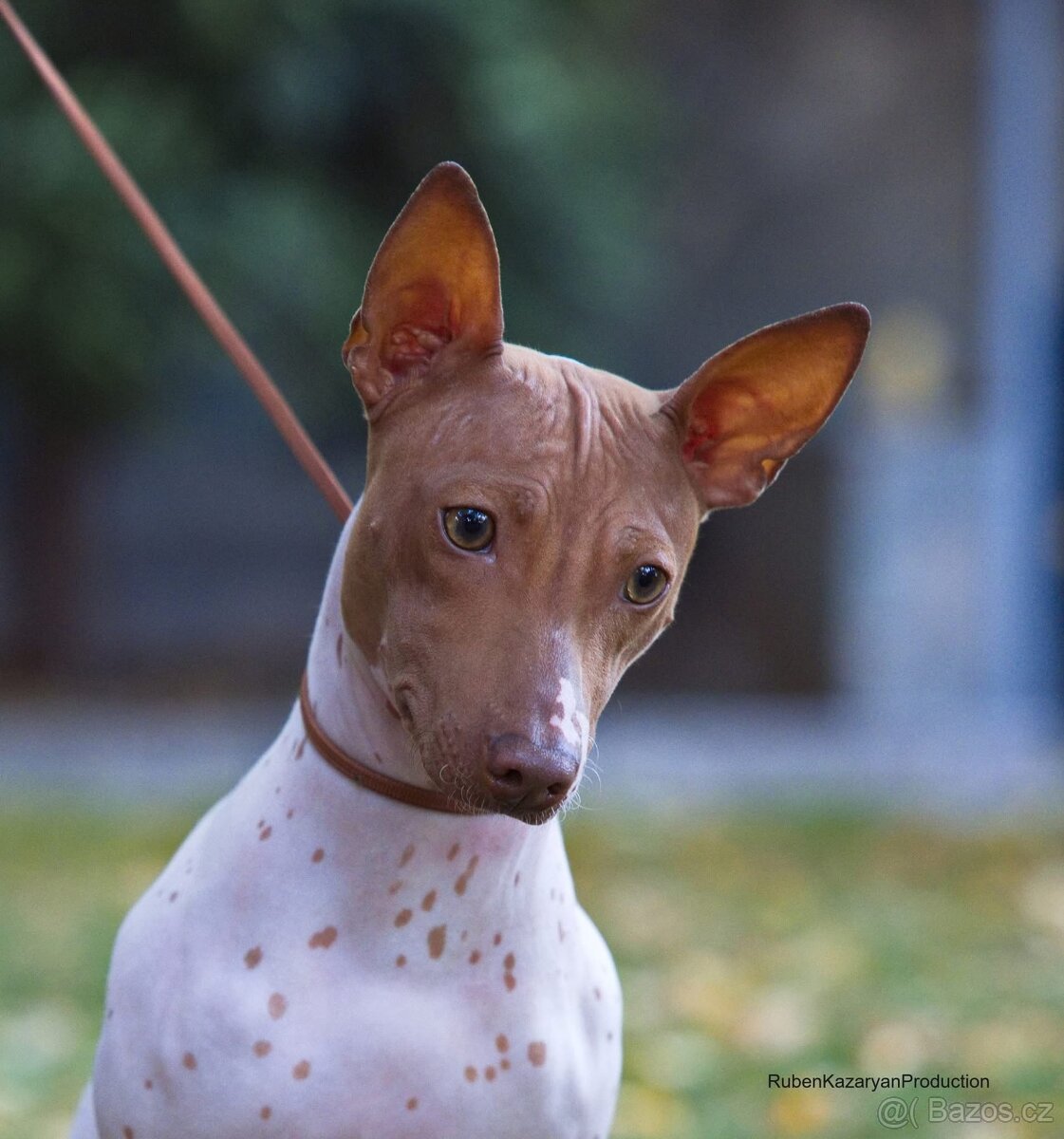 Americký bezsrstý teriér FCI - 5