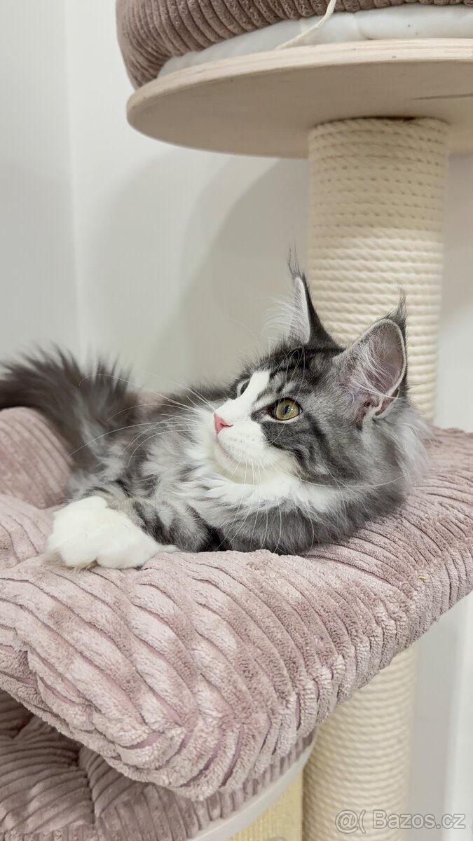 Kočka mainská mývalí s PP - 5