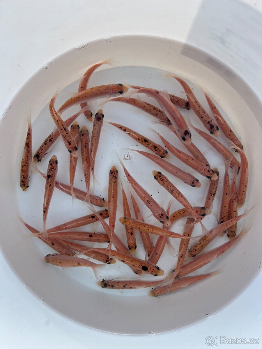 Jezírkové ryby - 5