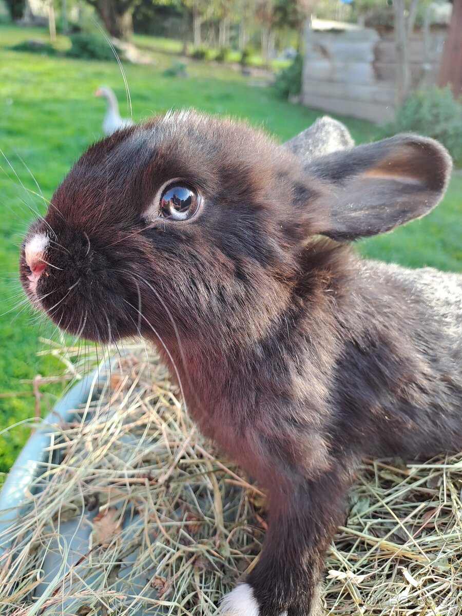 Vídeňský černý × Vídeňský bílý - 5