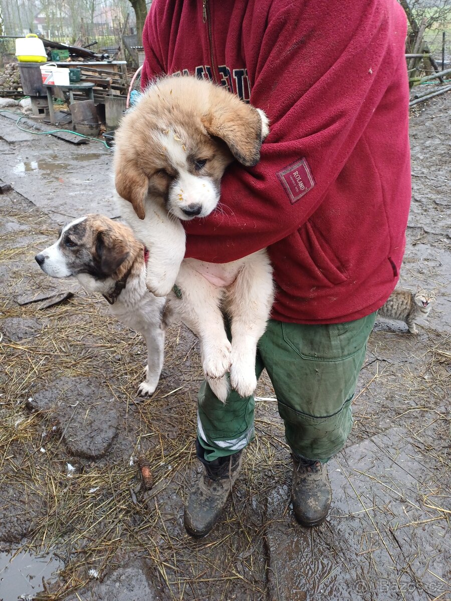 Moskevský strážní pes - 5