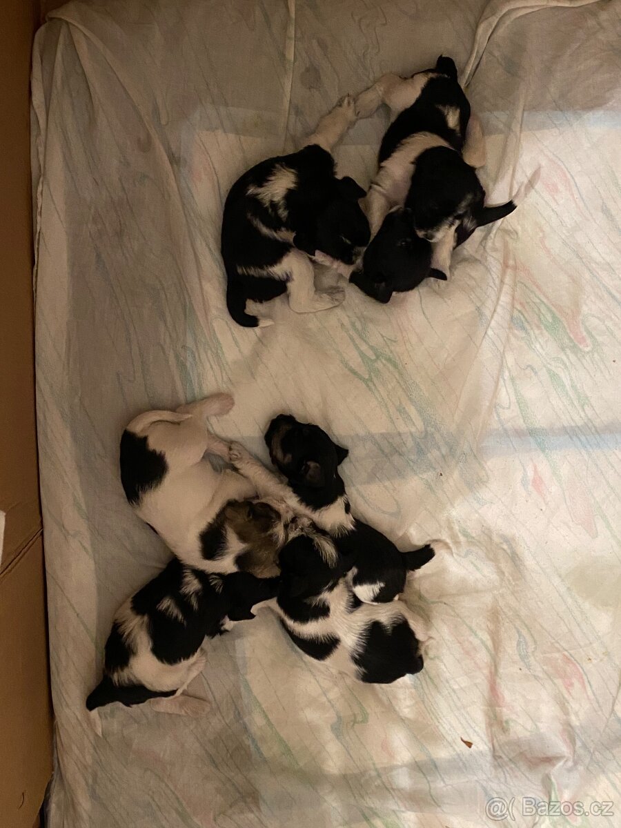 Knírač malý barevný - 5