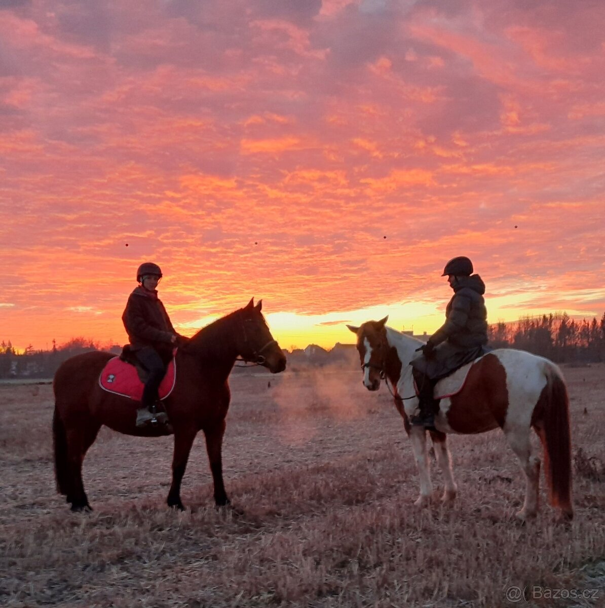 ustájení Plzeň - 5