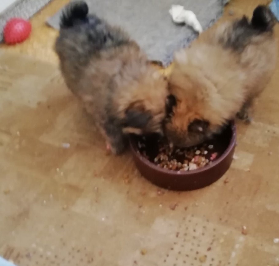 Německý špic trpasličí - 5