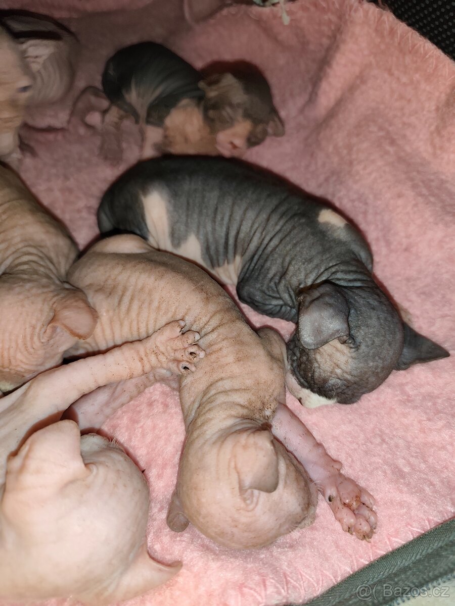 Kanadský sphynx - 5