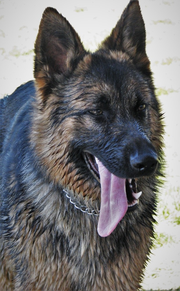 Nemecky ovčák typu Rex(štěňata) - 5