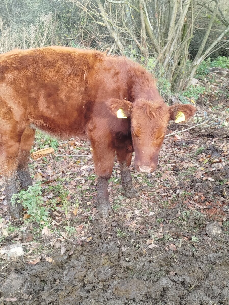Prodám skot zástav - 5