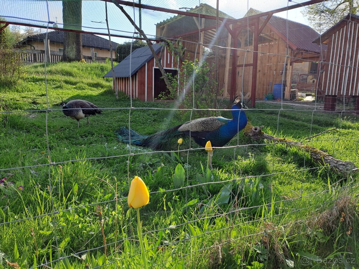 Páv, Páv korunkatý, Páv modrý - 5