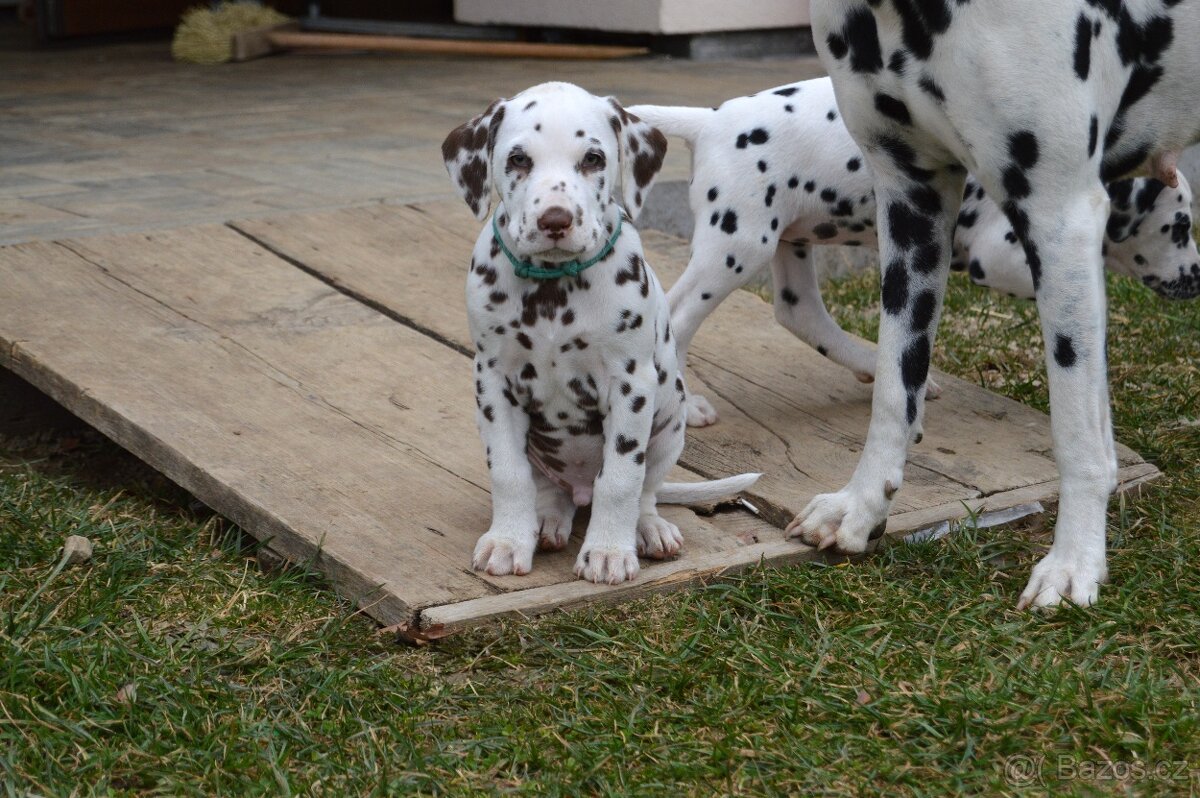 Dalmatin štěňata - pejsek - 5