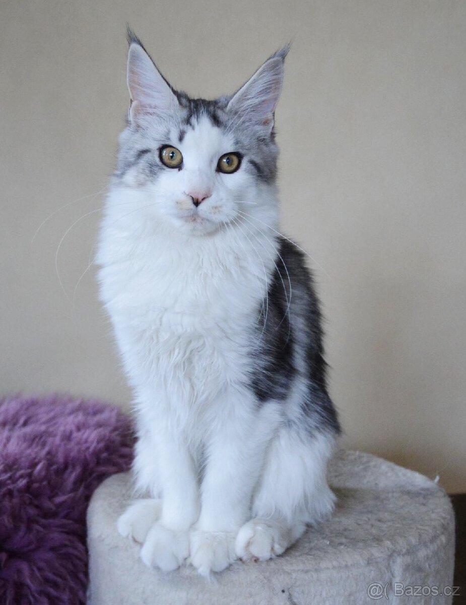 Mainská mývalí kočička s PP - 5