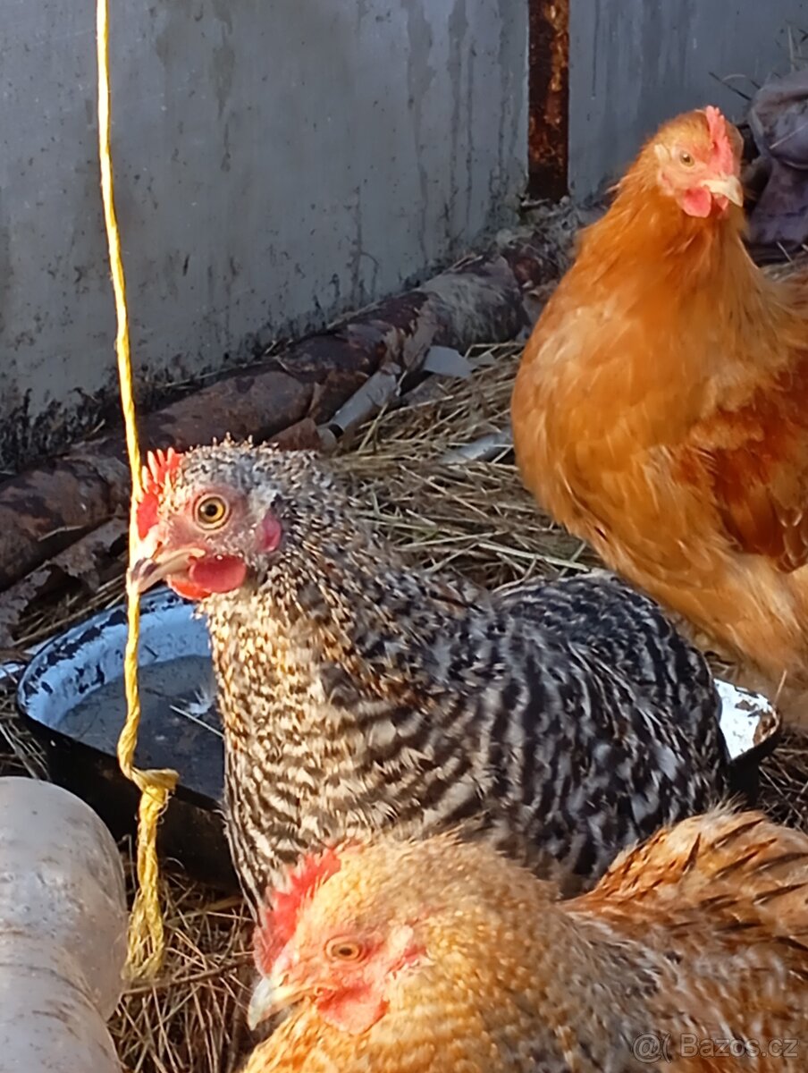 Kočinka zakrslá - 5