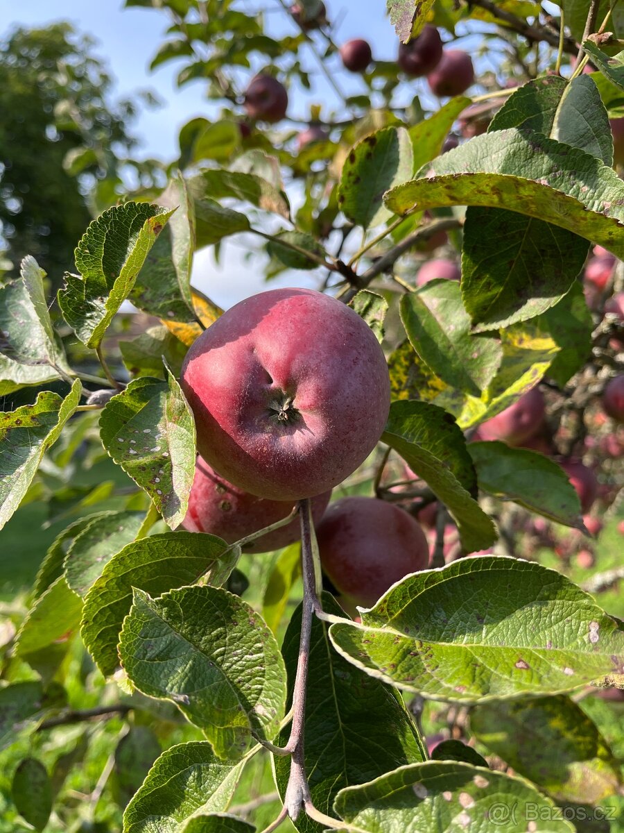 Prodám jablka - 5