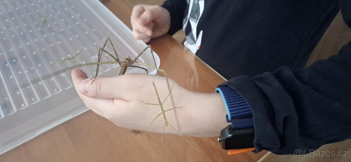 Strašilka - Pakobylka rohatá - 5