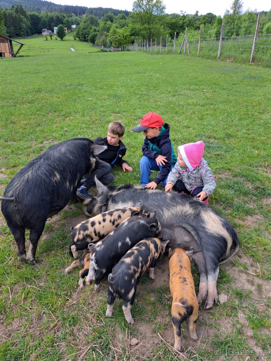 Kune Kune prasátka - 5