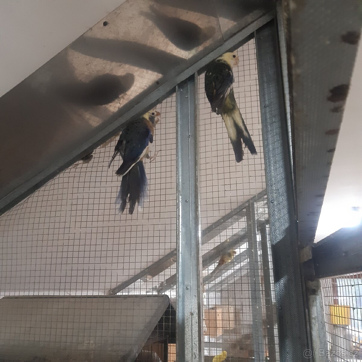 Rosela penant straka - 5