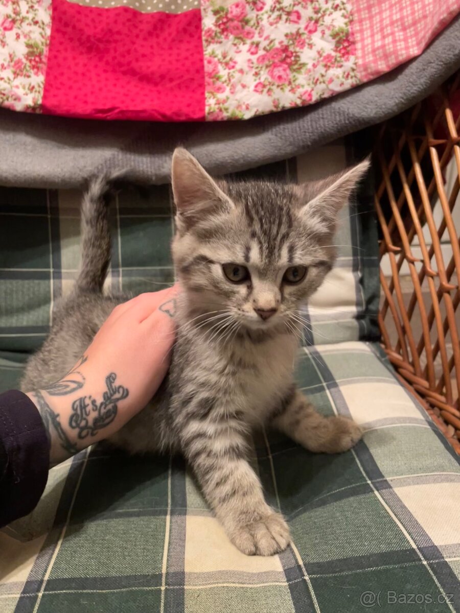 Daruji koťátka - 5