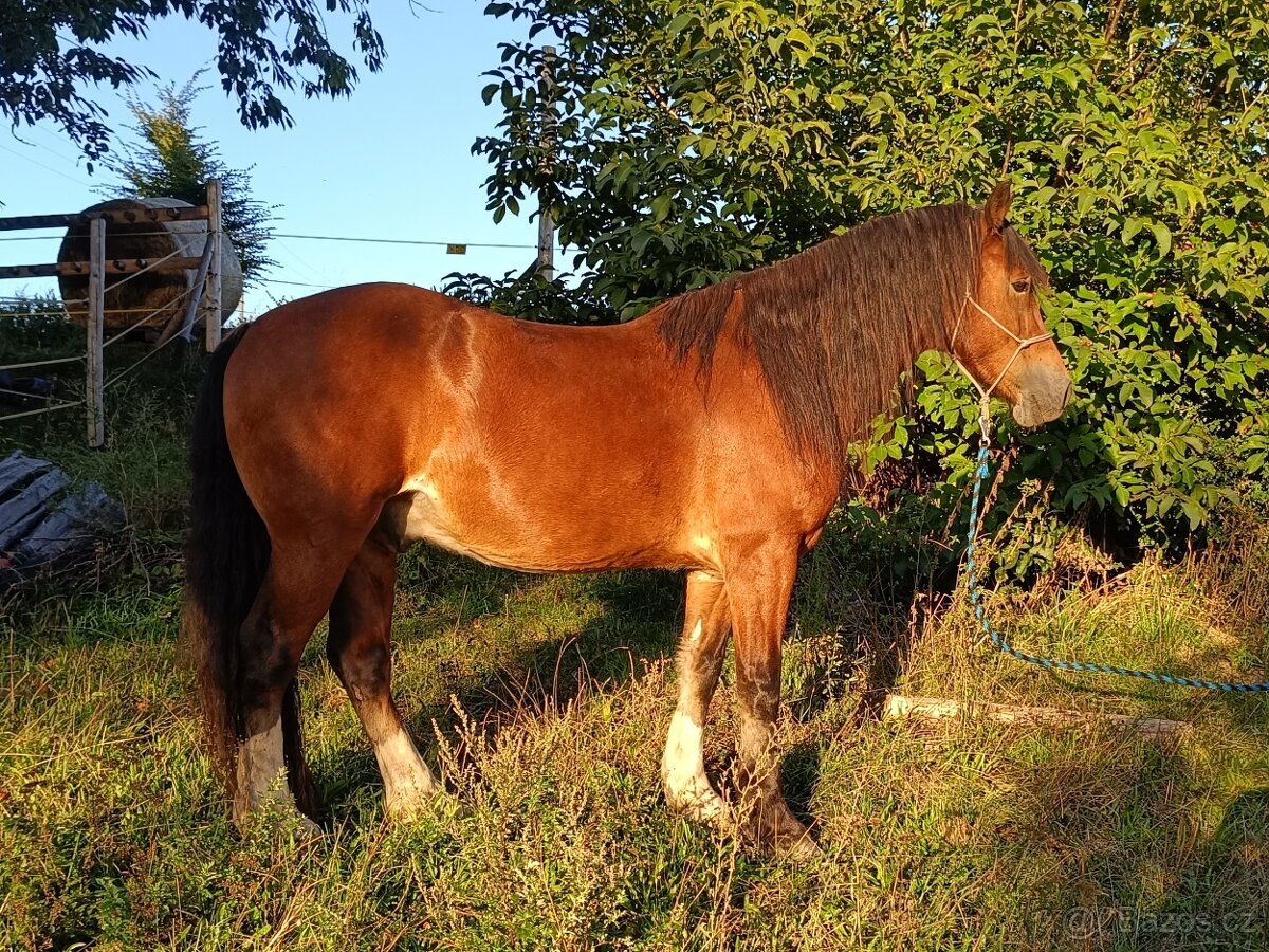 Prodám Welsh Cob D - 5