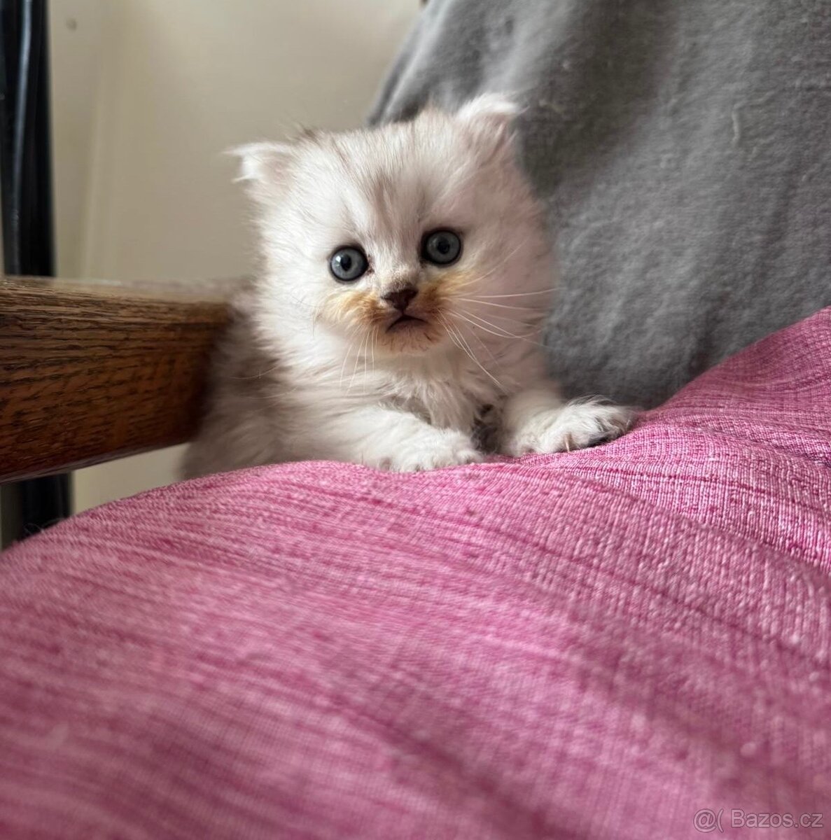 Britská koťátka - 5