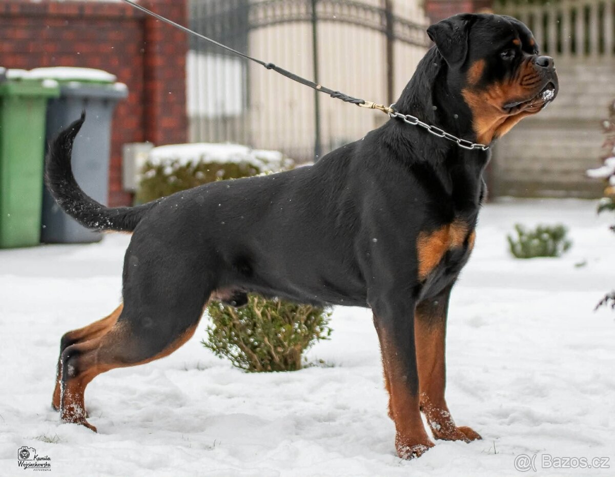 ŠTĚŇÁTA ROTTWEILER /ROTVAJLER - 5