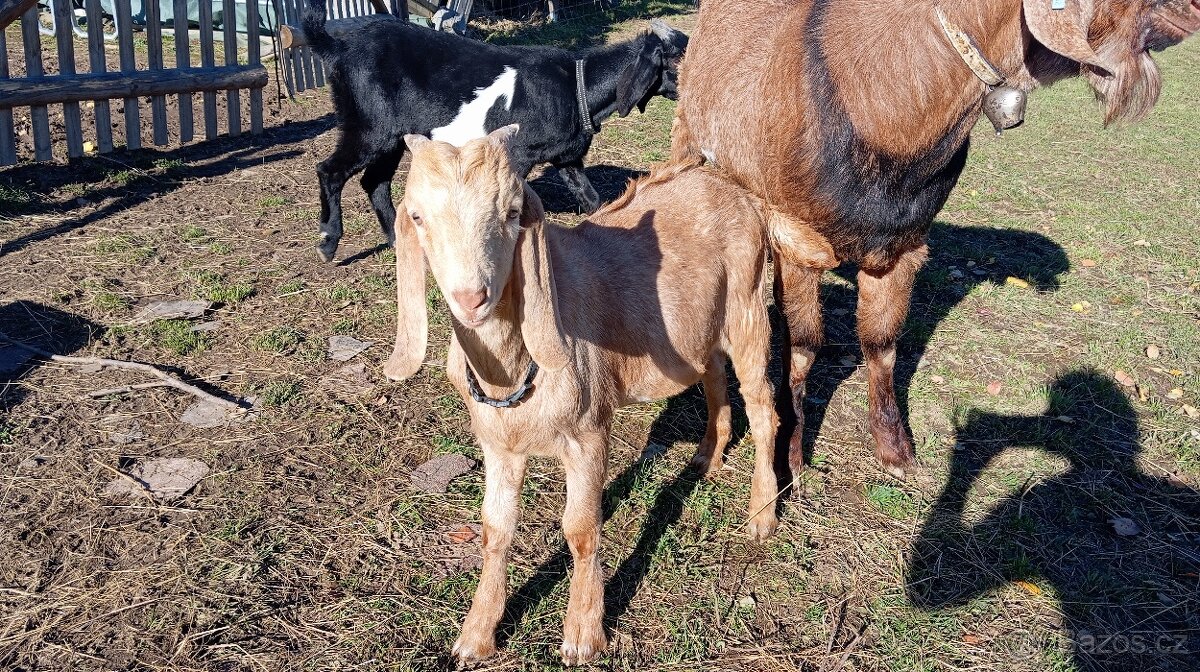 Prodám kozlíky anglonubijské kozy - 5