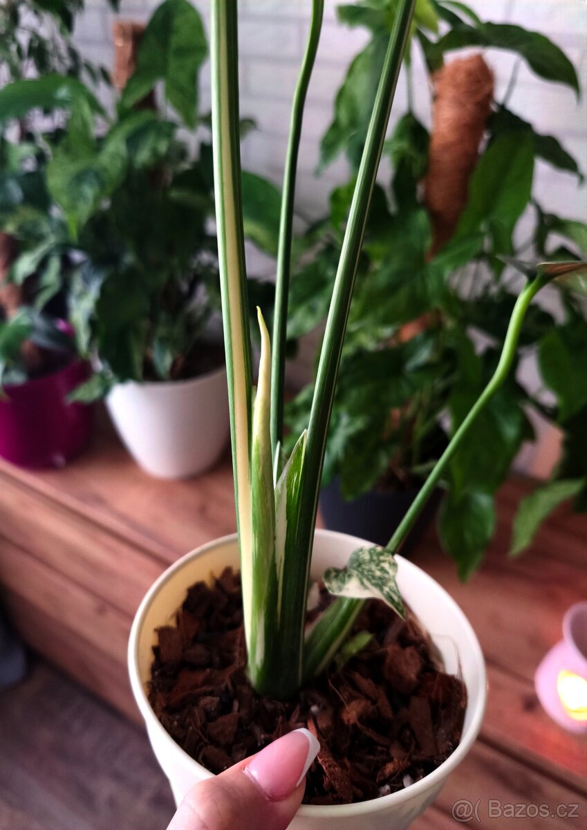 Monstera Thai Constellation - 5