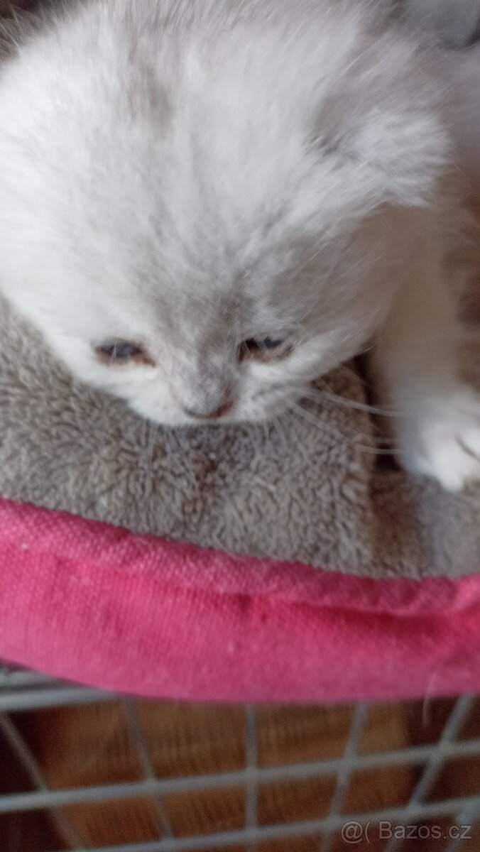 Britská koťátka s PP - 5