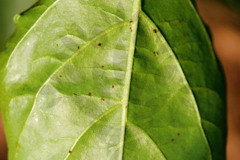 Tabákový postřik na škůdce rostlin - 5