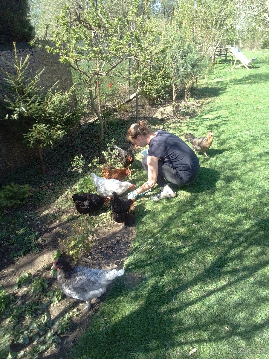 Domácí vajíčka - 5