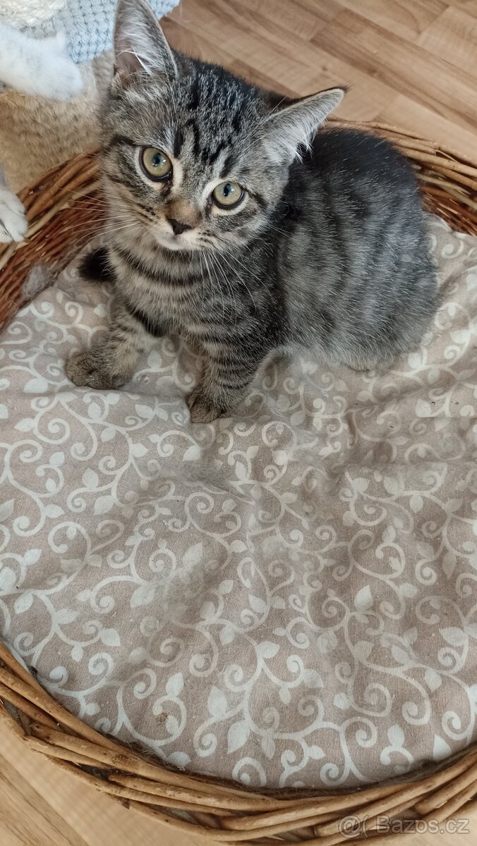 Britský whiskas kocourek s PP - 5