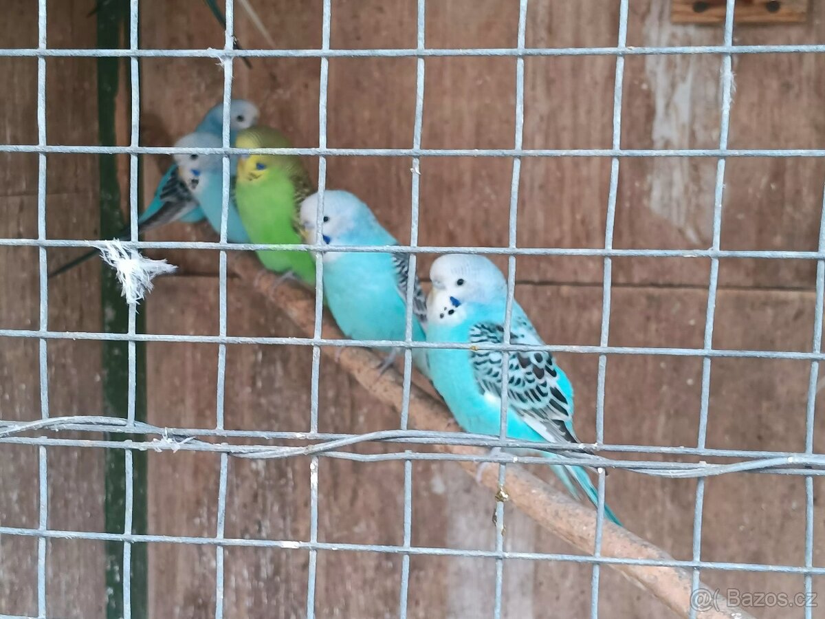 Letošní andulky - okroužkované - 5