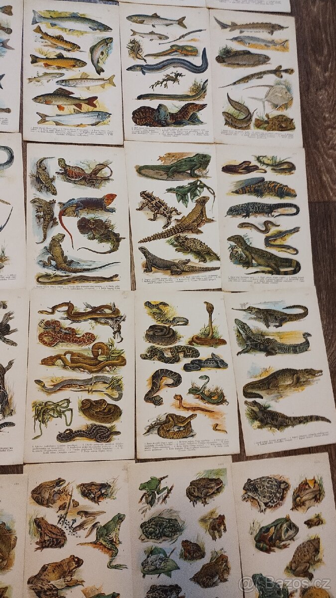 Kobrův příruční atlas - 5